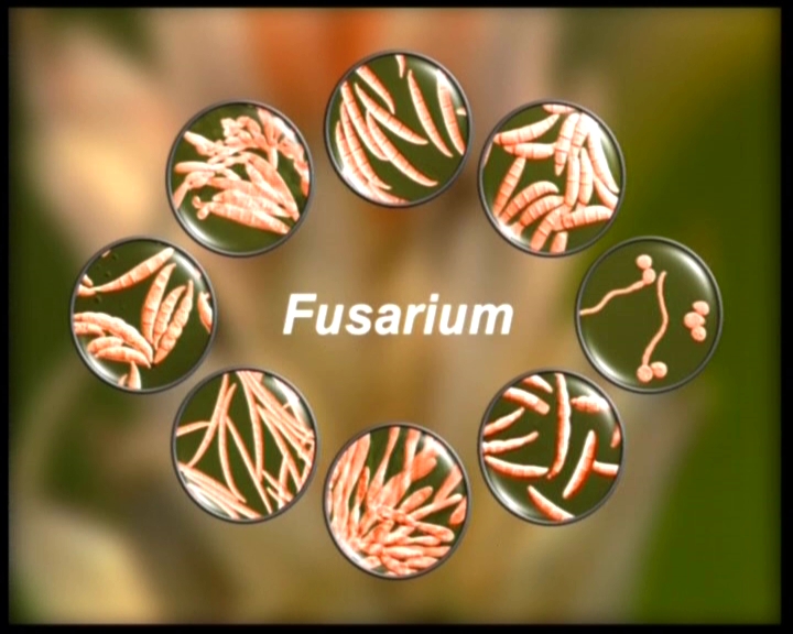 Trailer 2.2 Fusarium